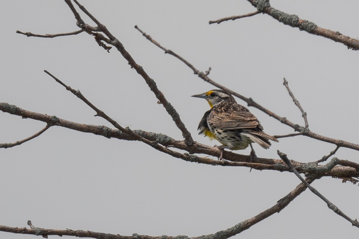 Eastern Meadowlark - ML620454883