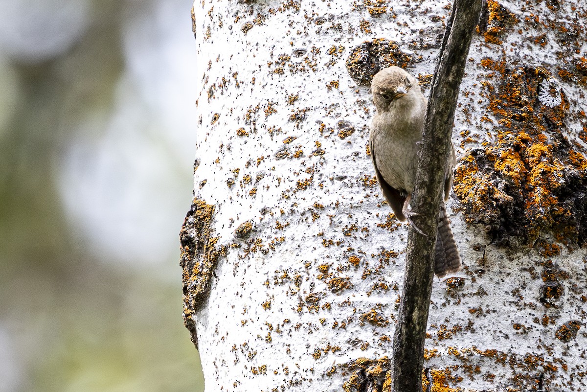 House Wren - ML620454892