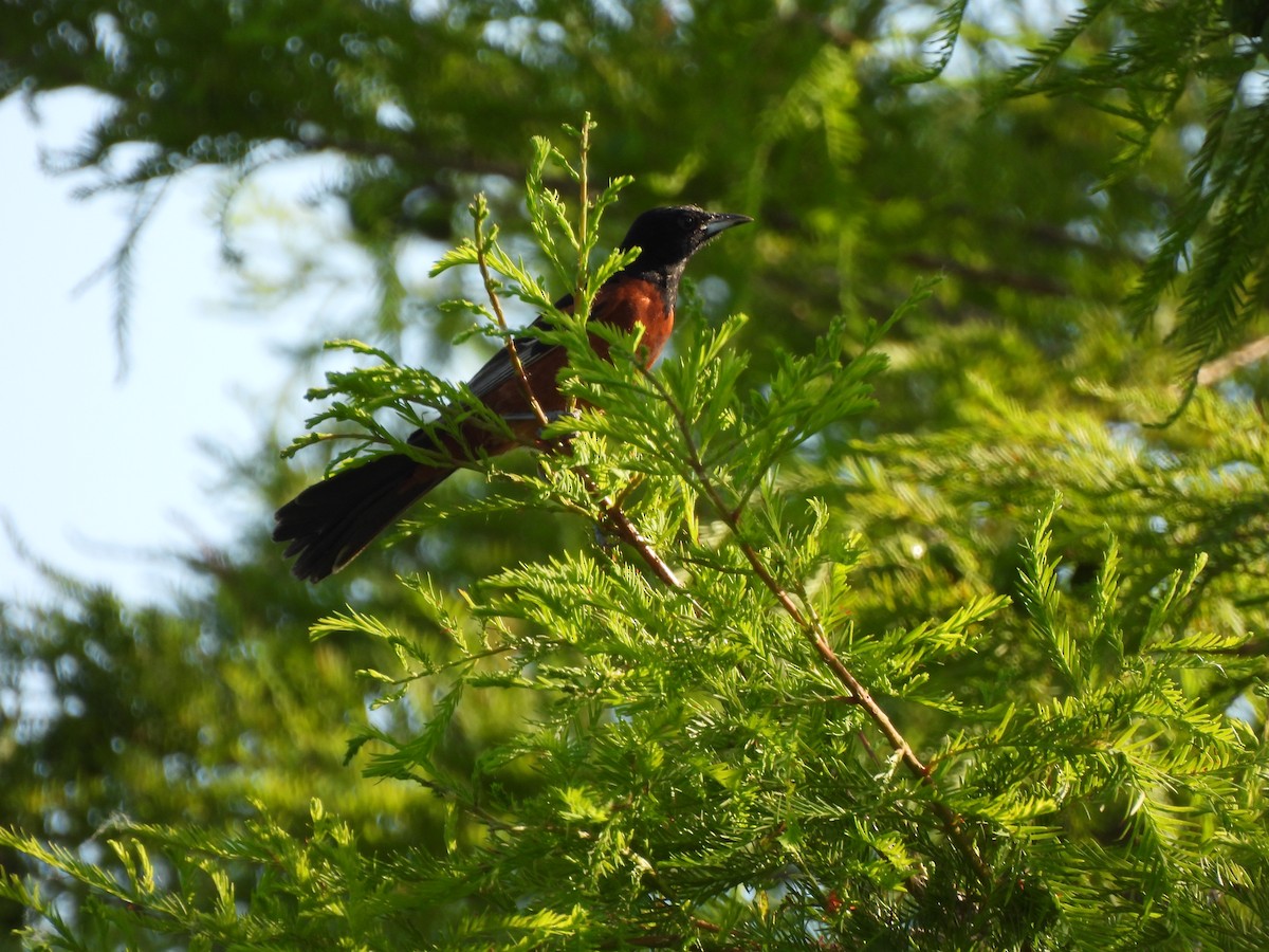 Orchard Oriole - ML620454893