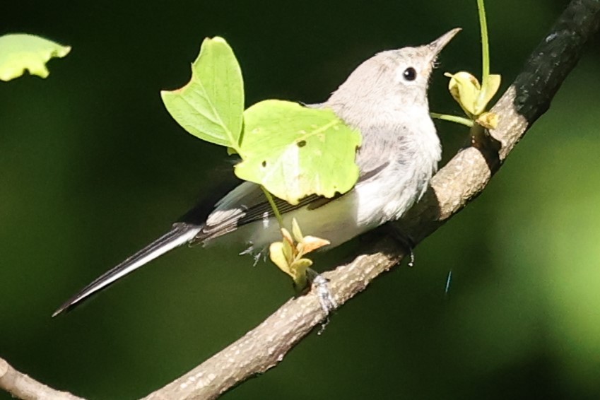 Blue-gray Gnatcatcher - ML620454902