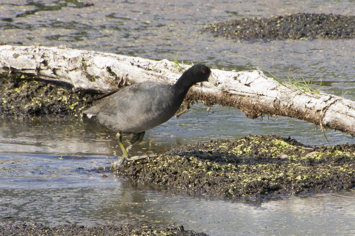 American Coot - ML620454911