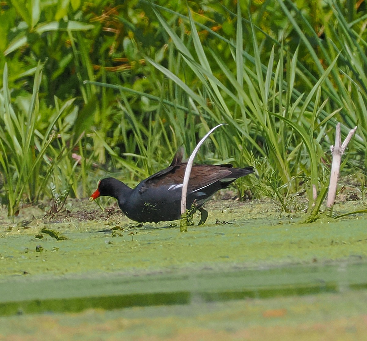 Common Gallinule - ML620454912