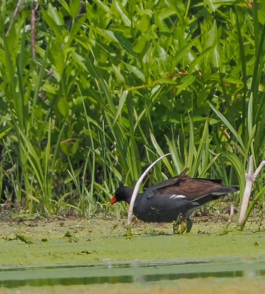 Common Gallinule - ML620454913