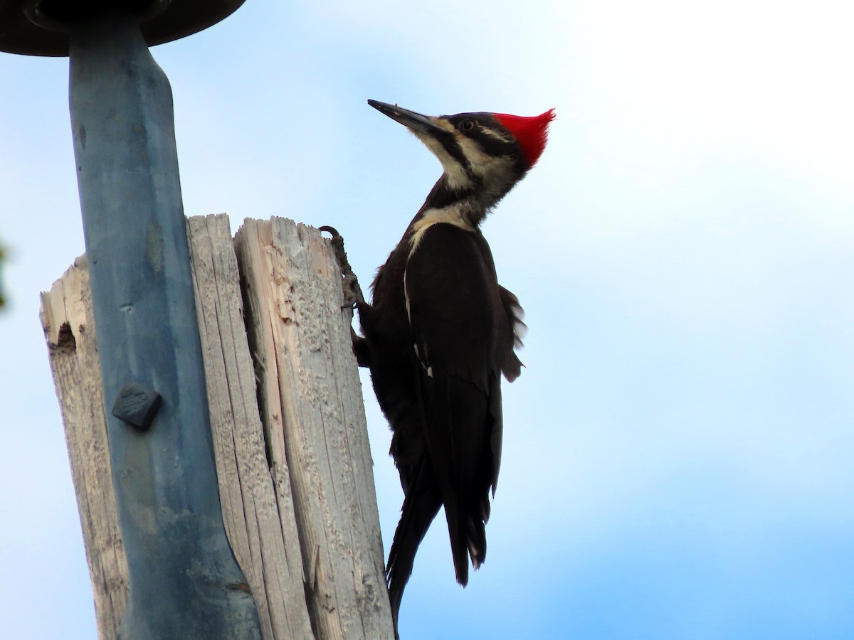 Pileated Woodpecker - ML620454914
