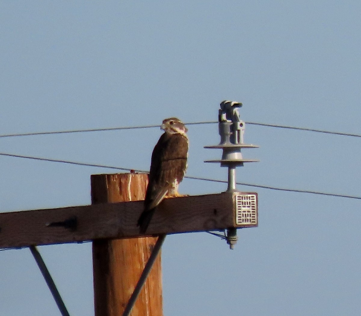 Prairie Falcon - ML620454917