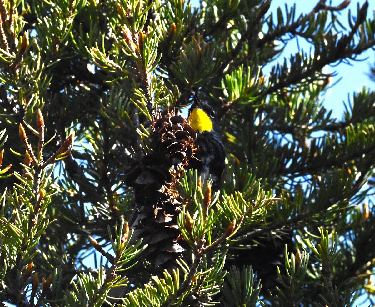 Paruline à croupion jaune (auduboni) - ML620454924