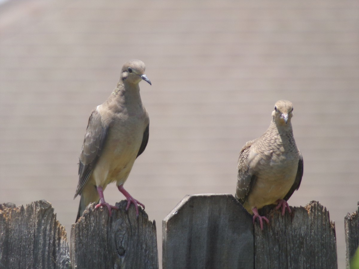 Mourning Dove - ML620454927