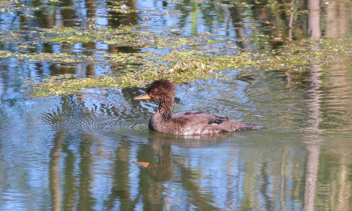 Hooded Merganser - ML620454930