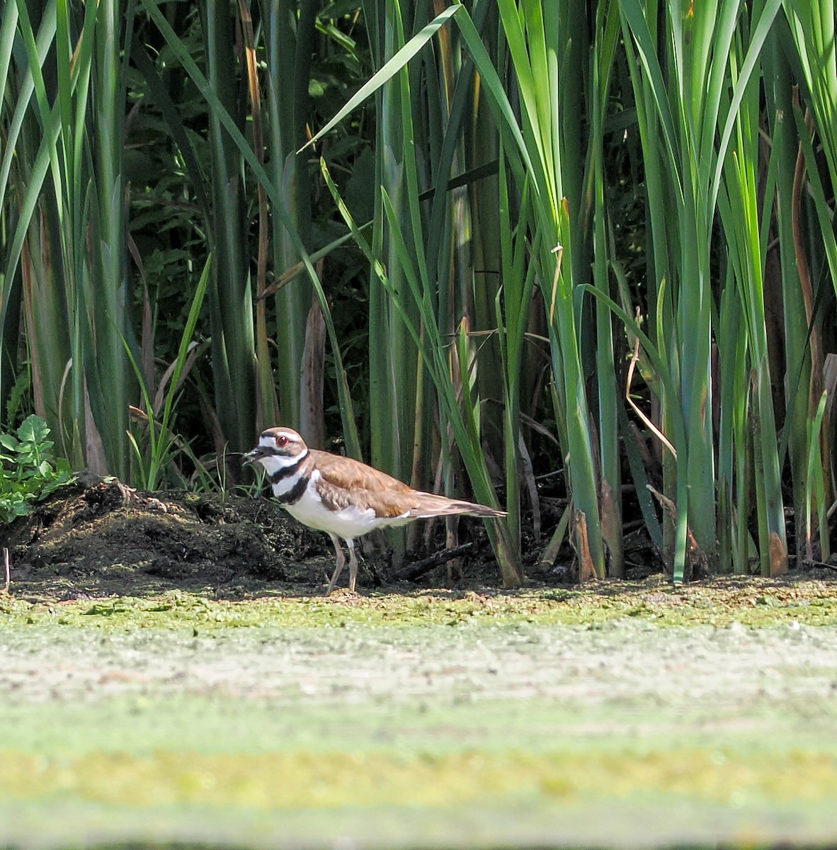 Killdeer - ML620454932