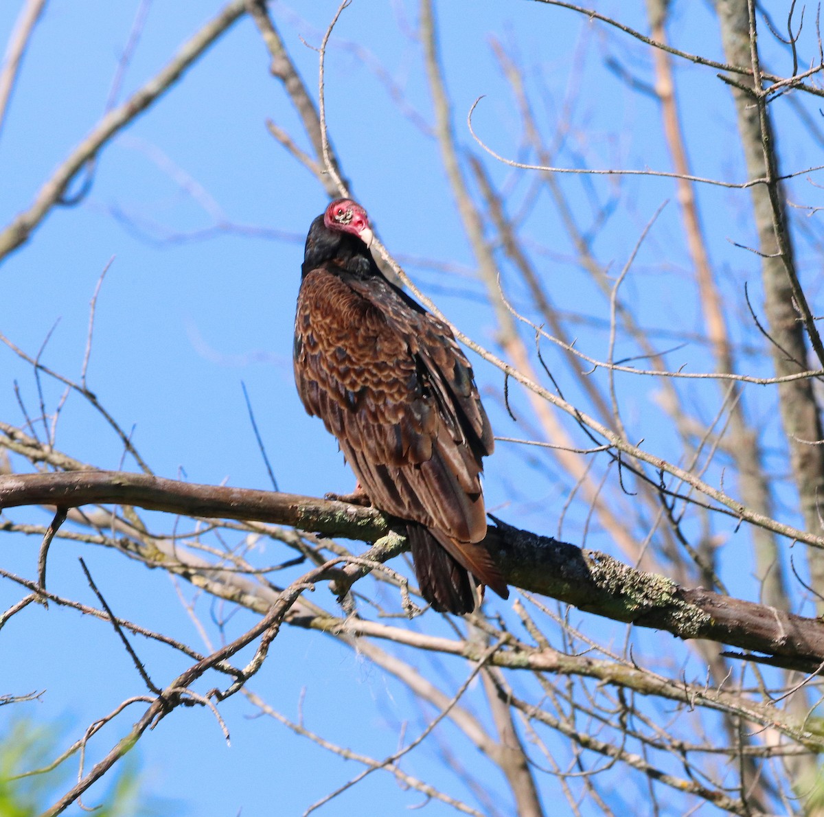 Turkey Vulture - ML620454933