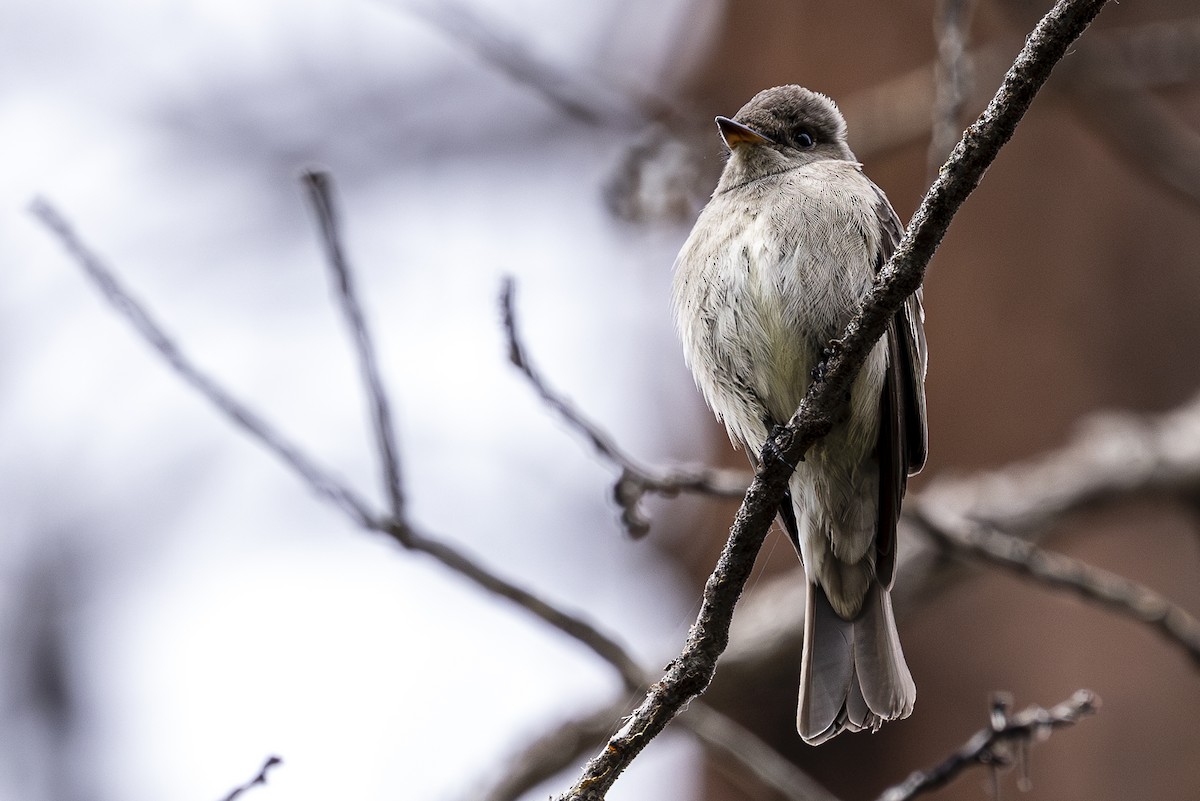 Western Wood-Pewee - ML620454939