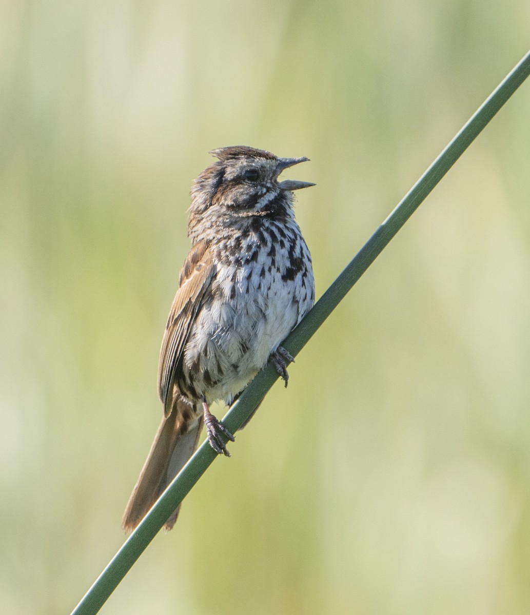 Song Sparrow - Bilal Al