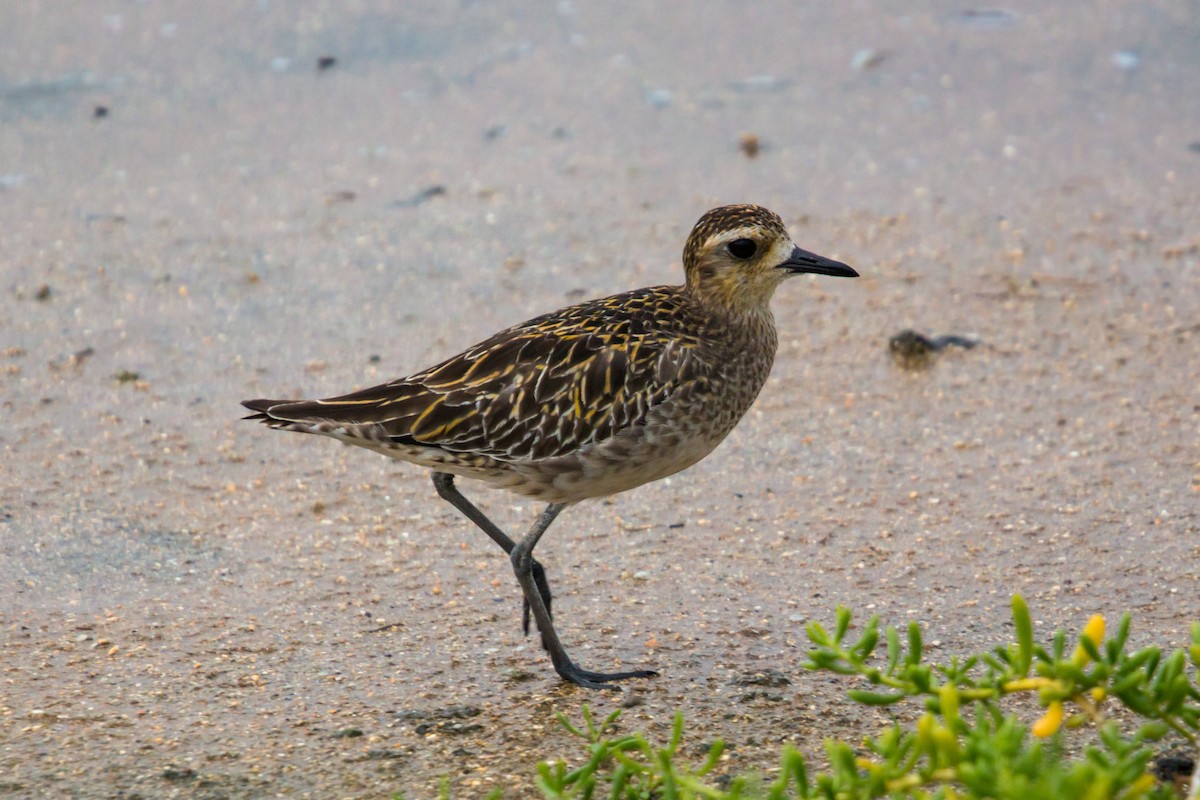 Pacific Golden-Plover - ML620454969