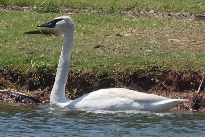 Trumpeter Swan - ML620454970