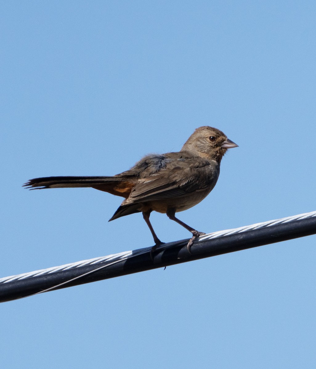 California Towhee - ML620454973