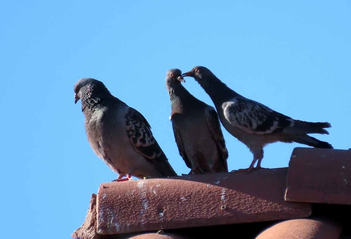 Rock Pigeon (Feral Pigeon) - ML620454974