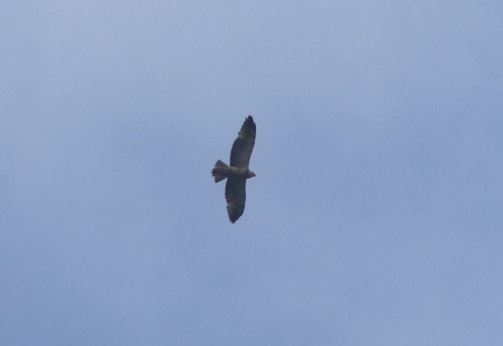 Swainson's Hawk - ML620454975