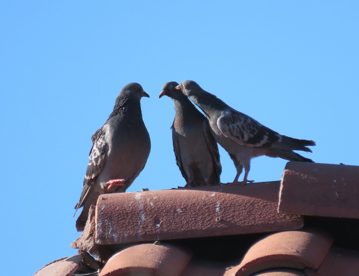 Rock Pigeon (Feral Pigeon) - ML620454979