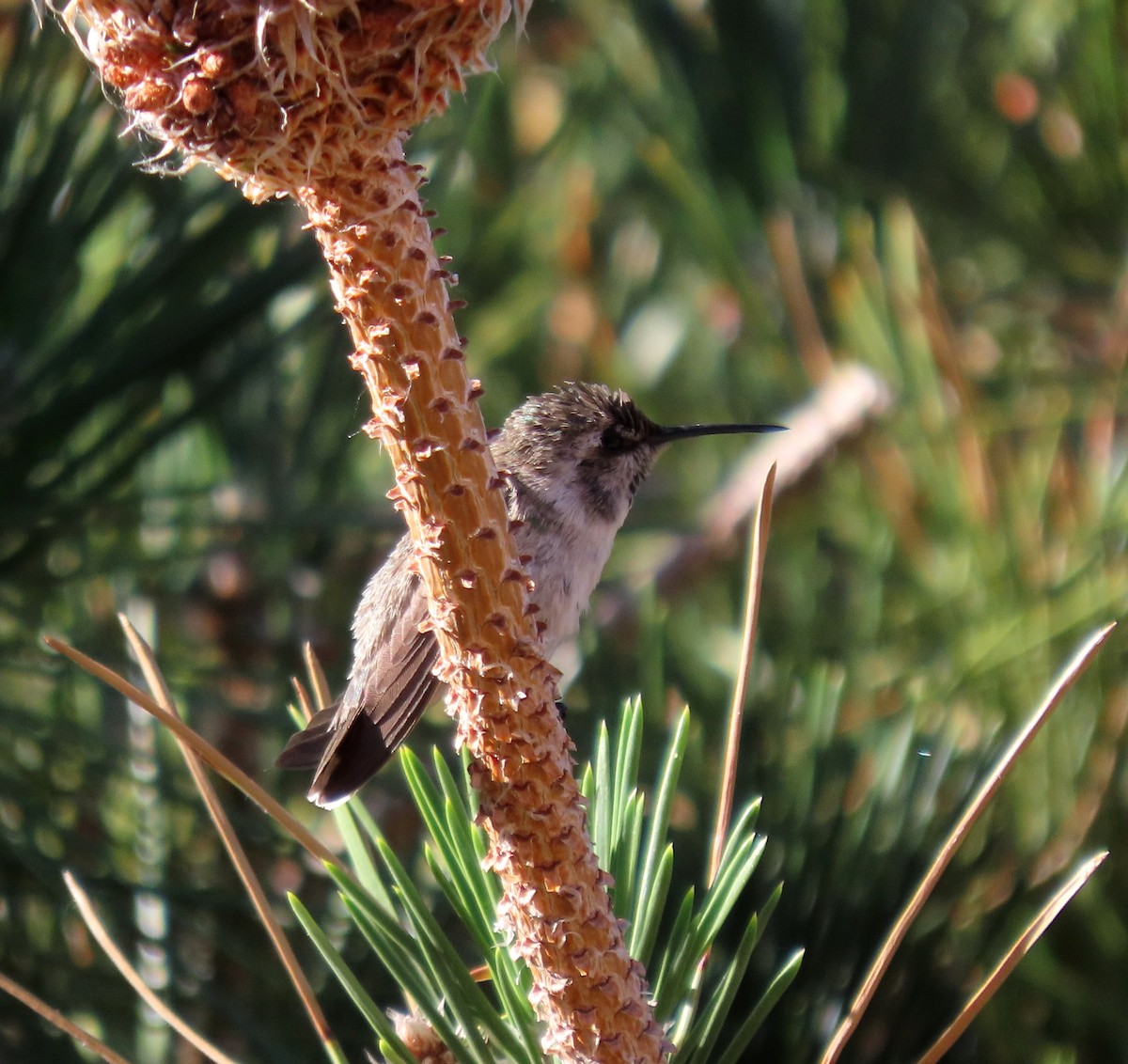 Costa's Hummingbird - ML620454982
