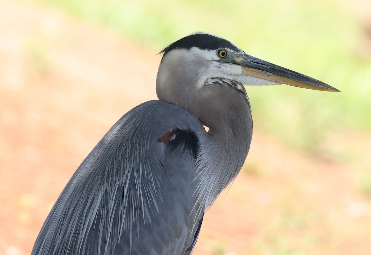 Great Blue Heron - ML620454992