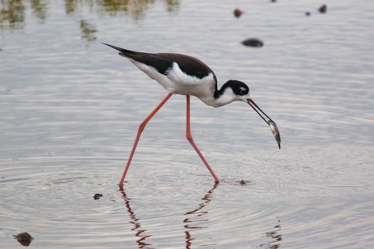 Cigüeñuela Cuellinegra (Hawaiana) - ML620455001