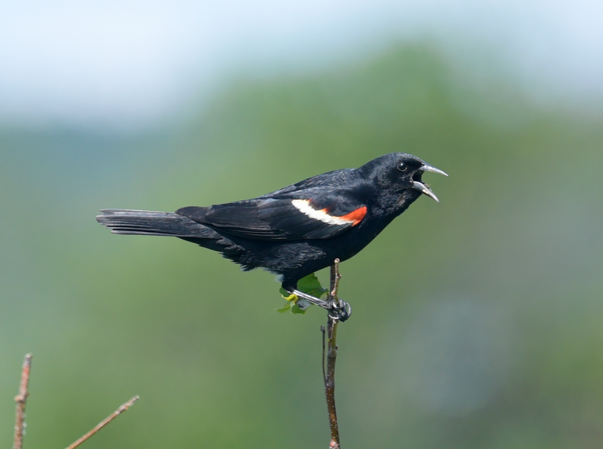 Red-winged Blackbird - ML620455002