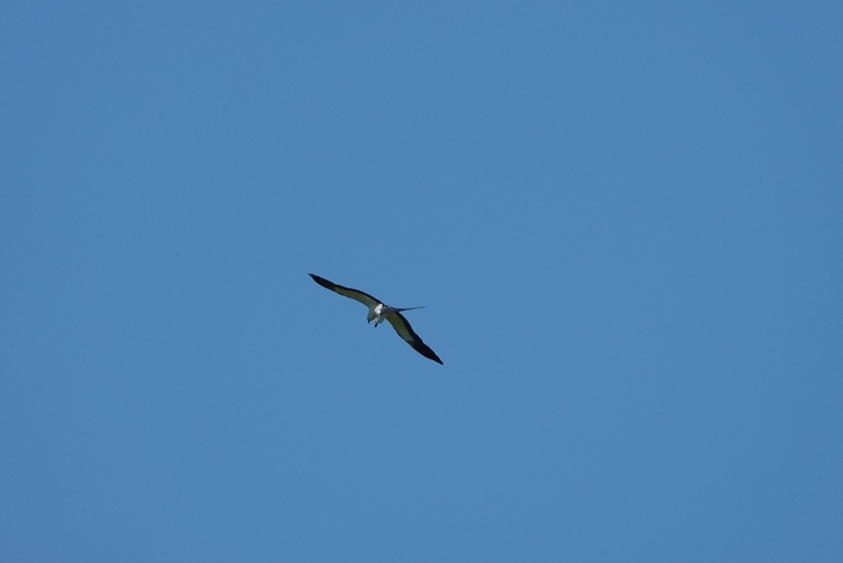 Swallow-tailed Kite - ML620455003