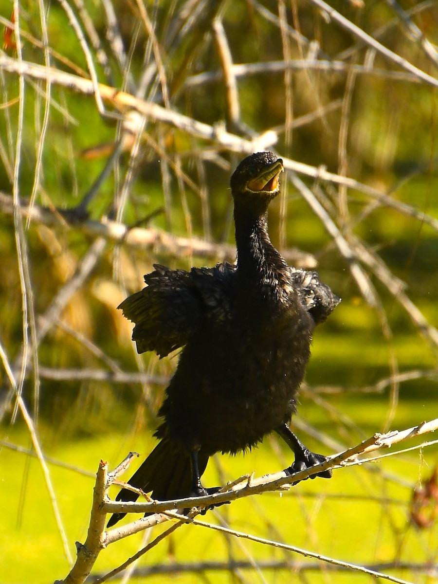 Cormoran vigua - ML620455005