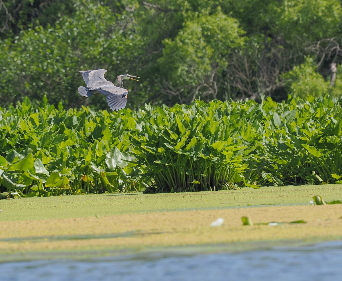 Great Blue Heron - ML620455009