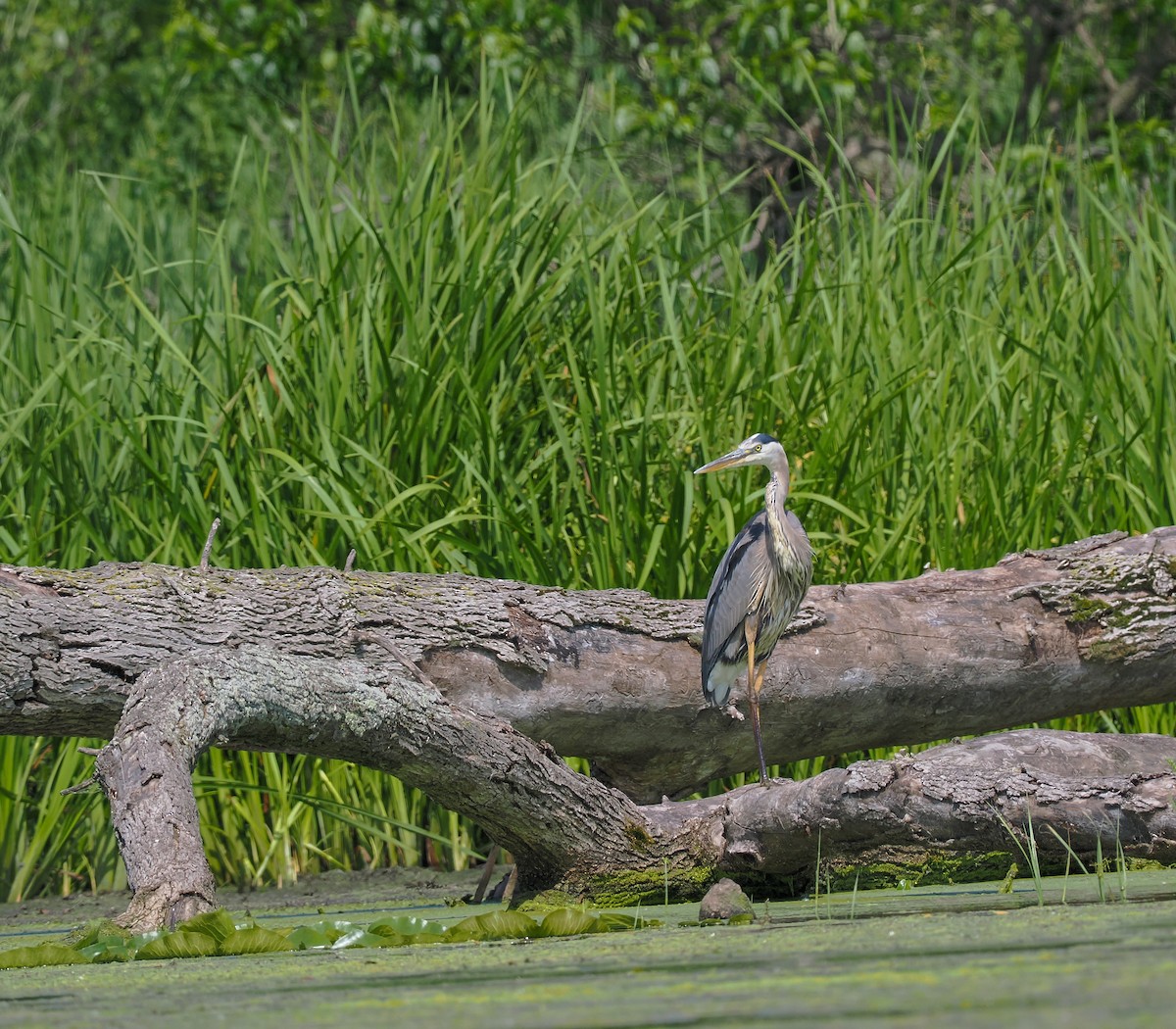 Great Blue Heron - ML620455010