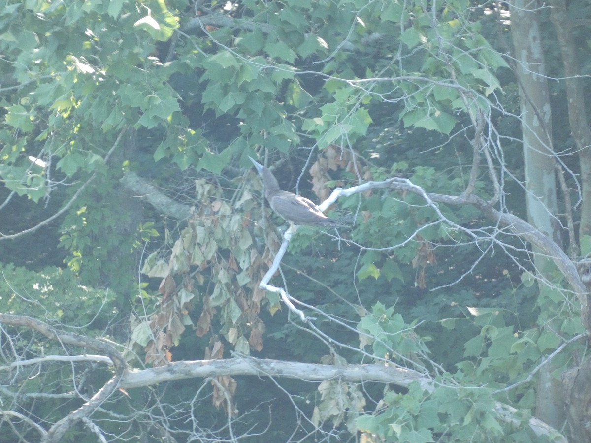 Brown Booby - ML620455018