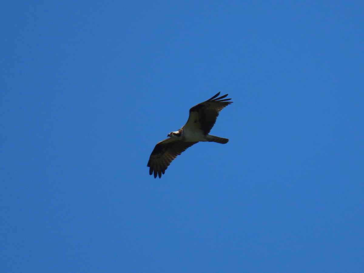 Osprey - Doug Graham