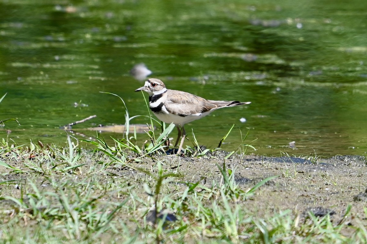 Keilschwanz-Regenpfeifer - ML620455027