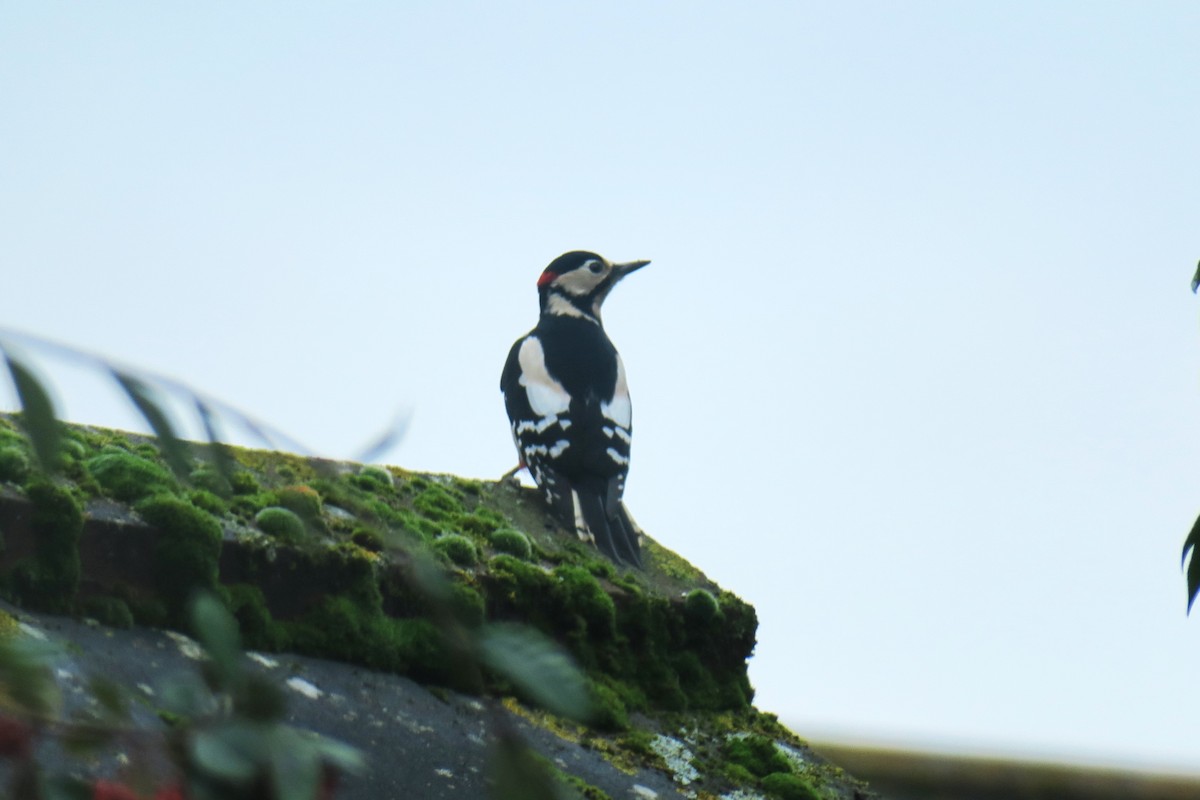 Great Spotted Woodpecker (Great Spotted) - ML620455028