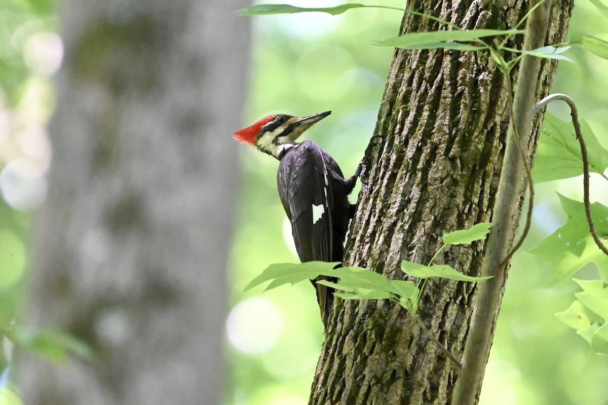 Pileated Woodpecker - ML620455029