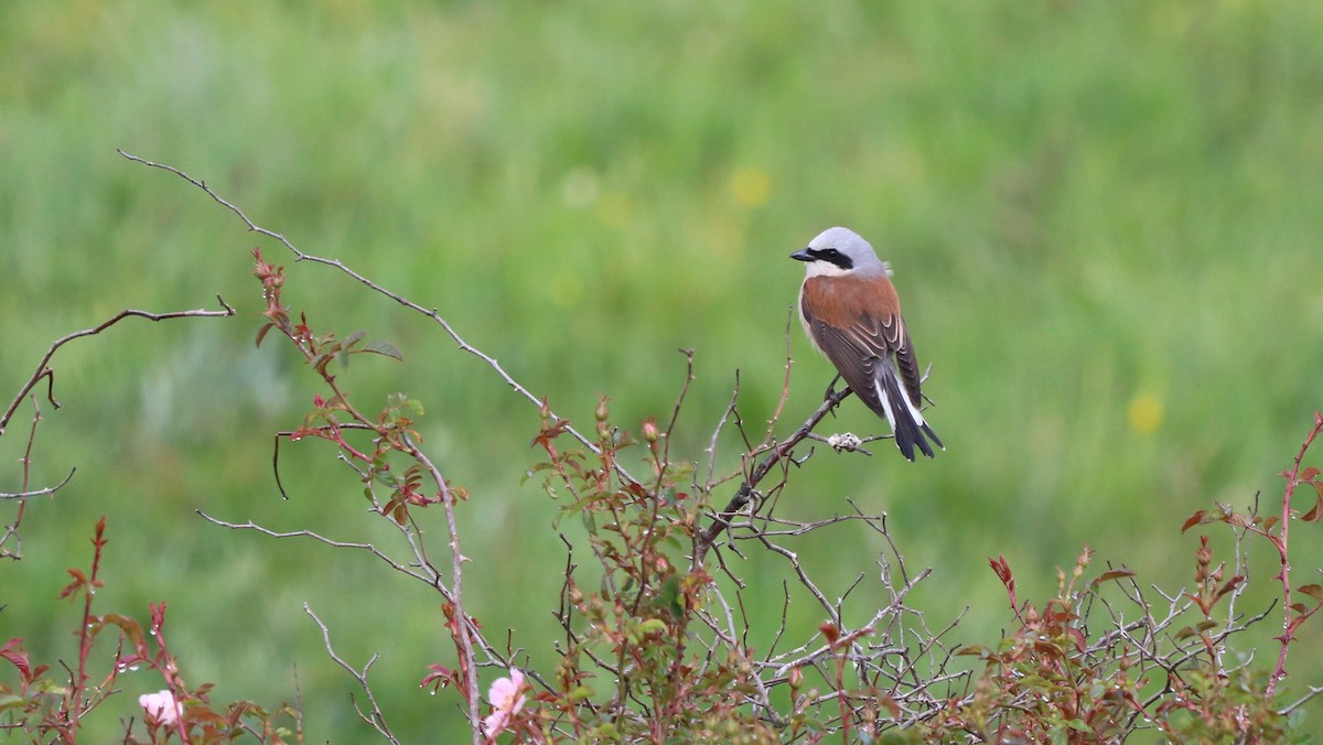 Red-backed Shrike - ML620455032