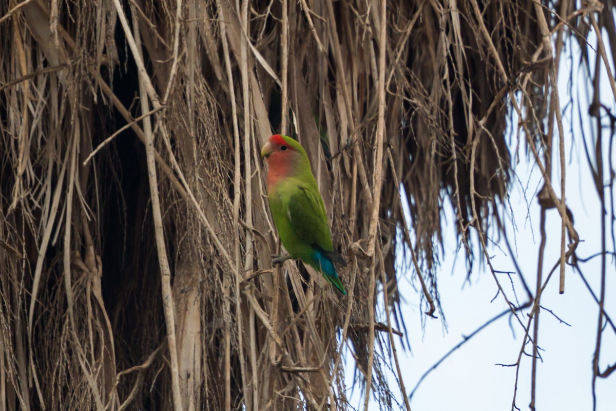 Rosy-faced Lovebird - ML620455034