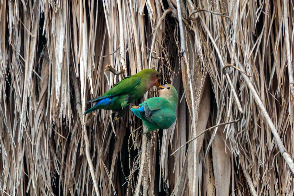 Rosy-faced Lovebird - ML620455036