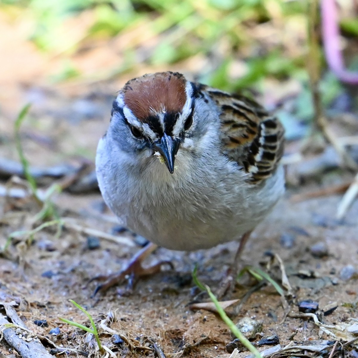 Chipping Sparrow - ML620455041