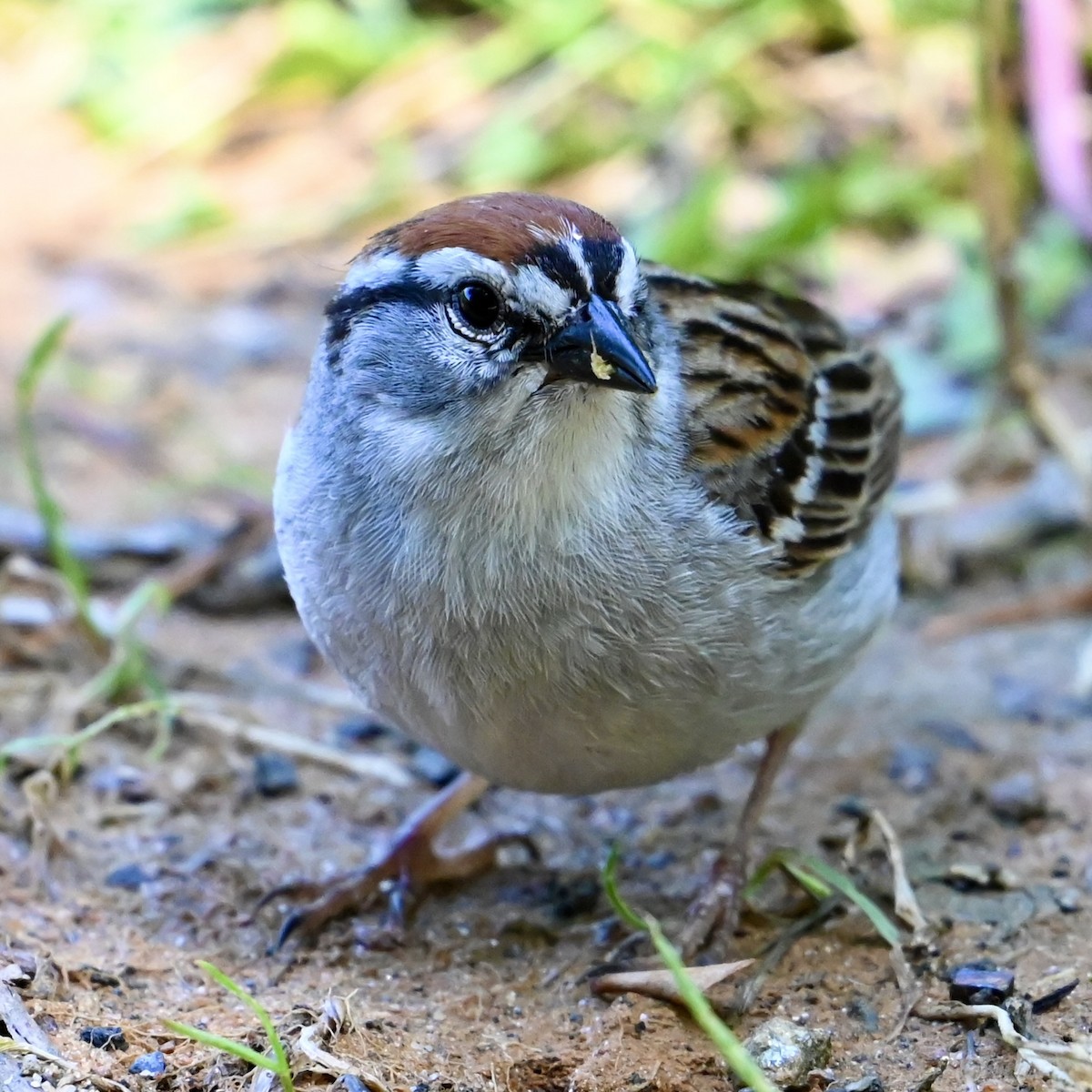 Chipping Sparrow - ML620455042