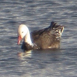 Snow Goose - ML620455043