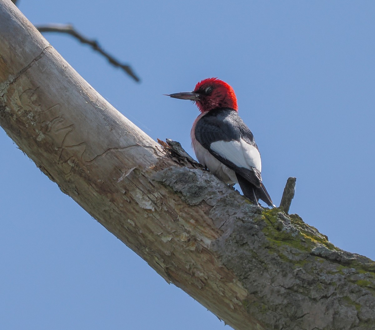Red-headed Woodpecker - ML620455044