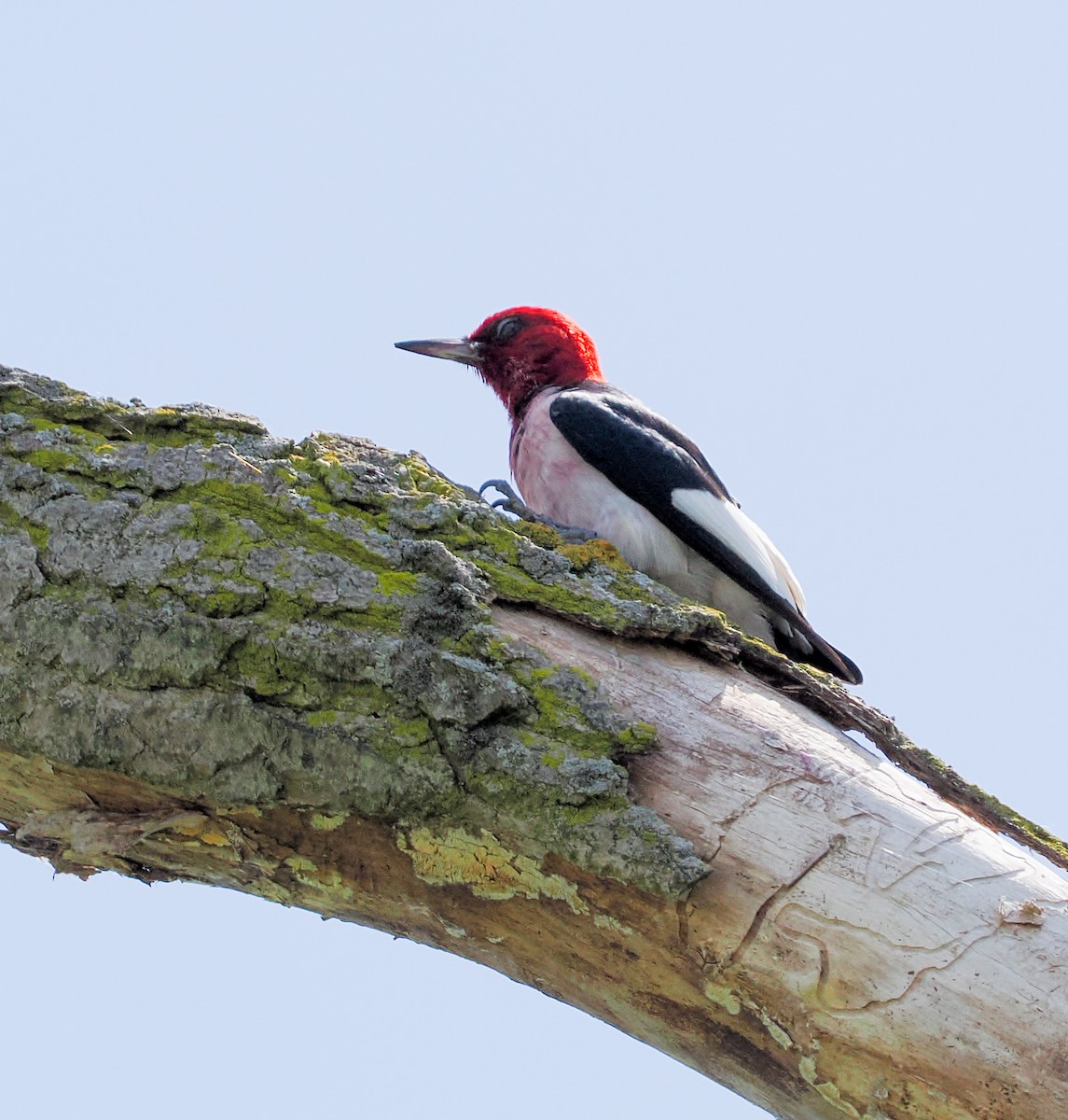Red-headed Woodpecker - ML620455045