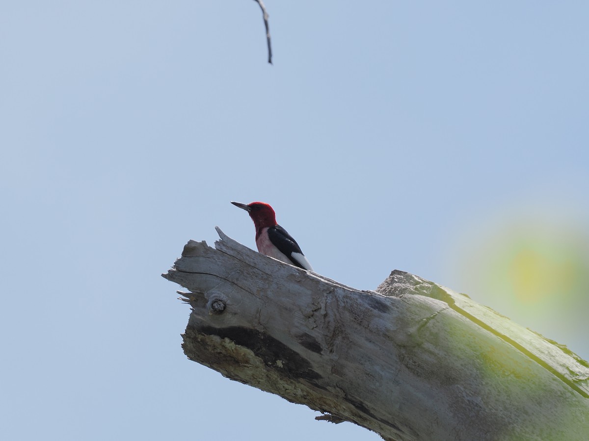 Red-headed Woodpecker - ML620455046