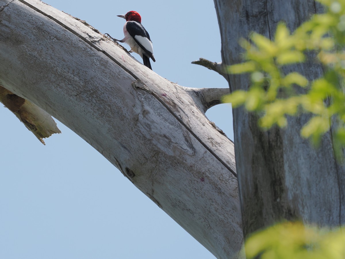 Red-headed Woodpecker - ML620455047