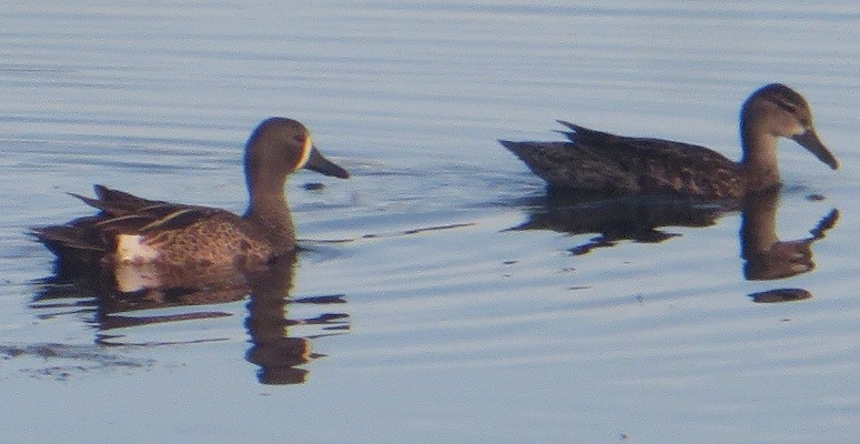 Blue-winged Teal - ML620455048