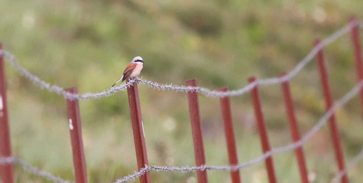 Red-backed Shrike - David Santamaría Urbano