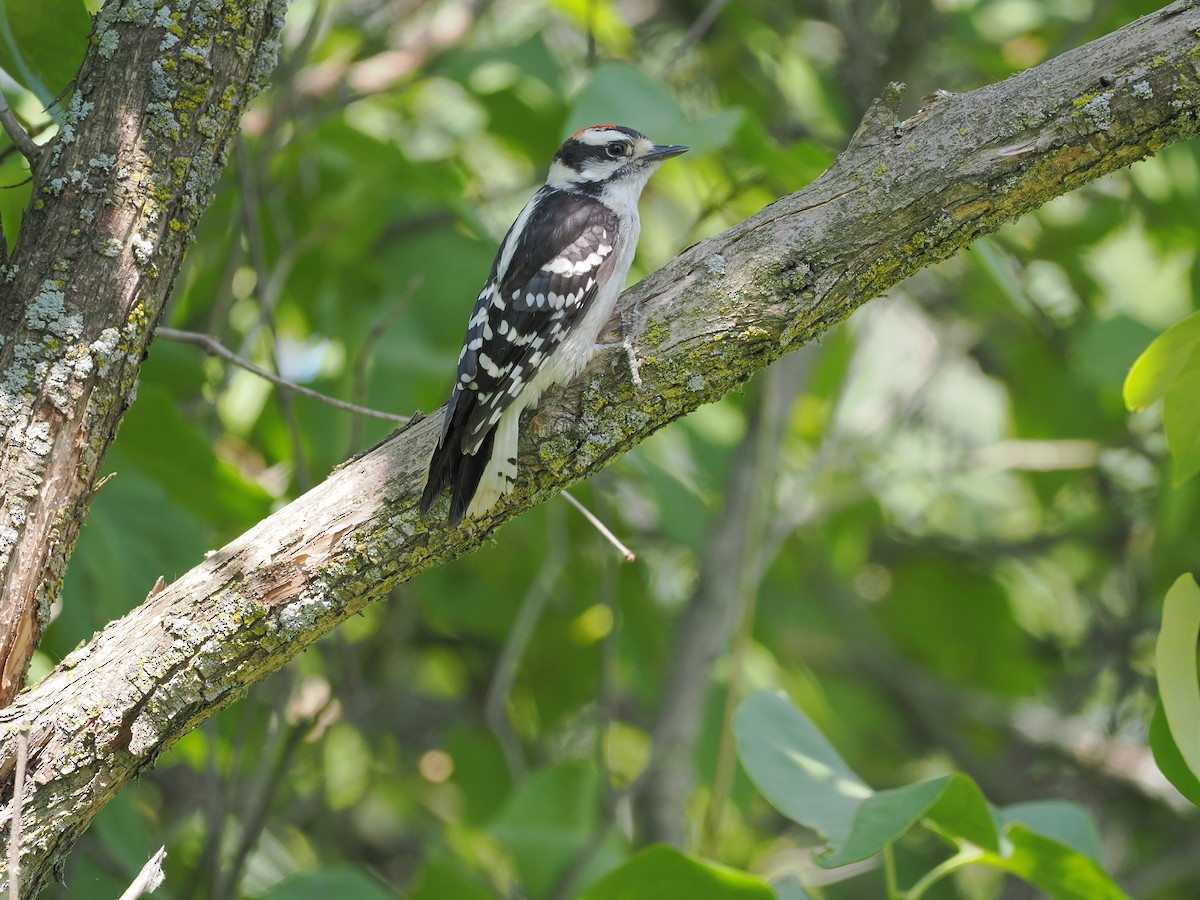 Downy Woodpecker - ML620455054