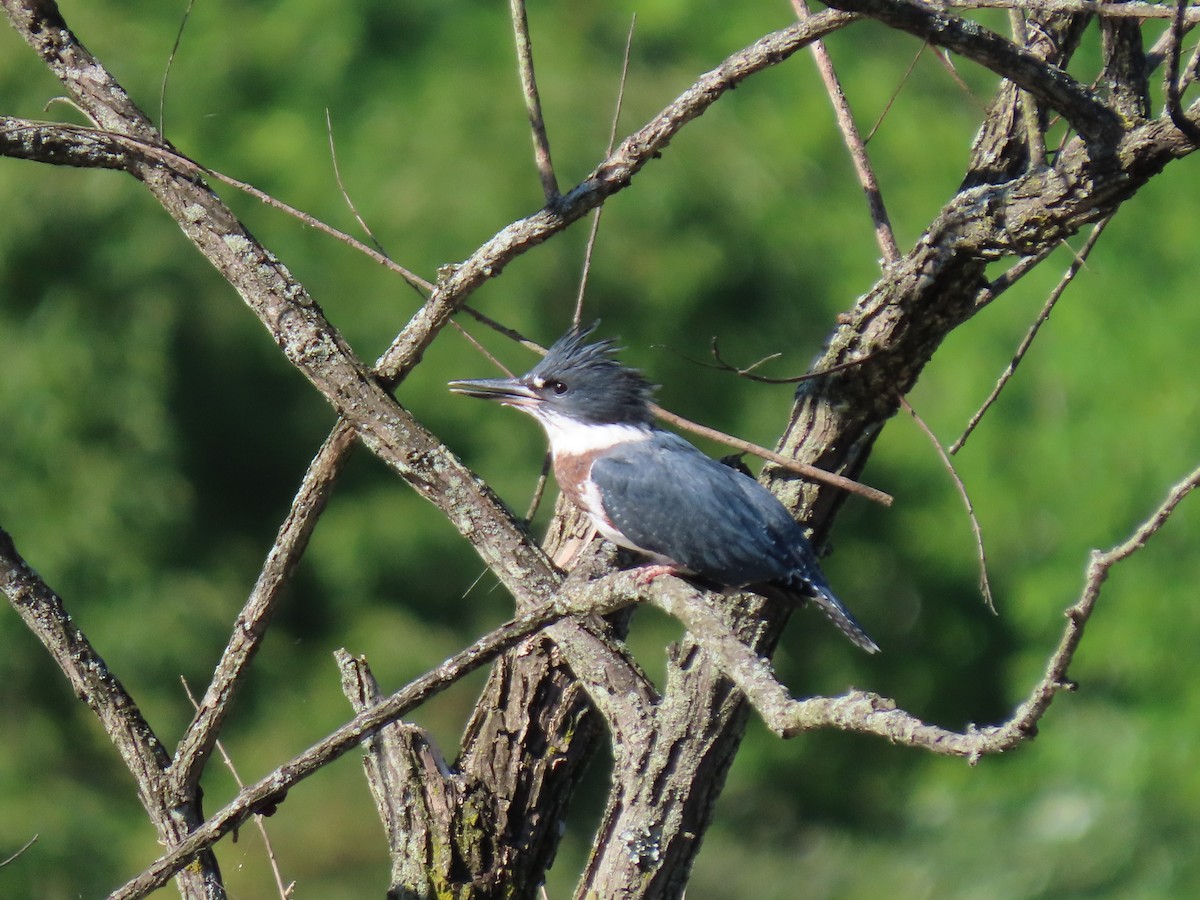 Belted Kingfisher - ML620455060