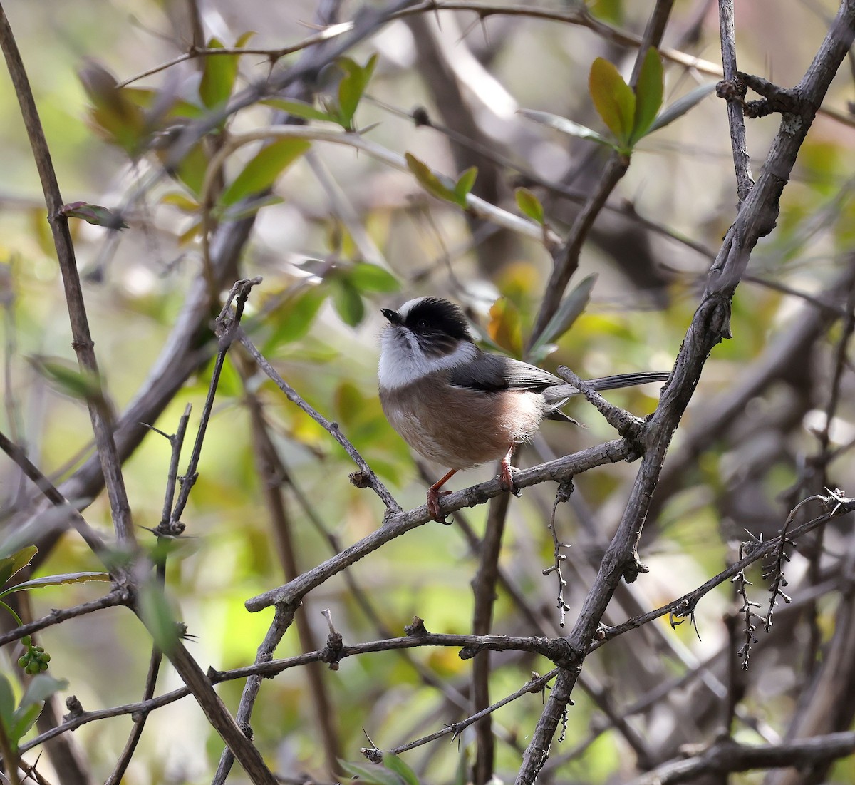 White-throated Tit - ML620455063